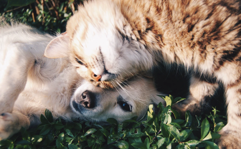 9 Tips to Make Money With Pets