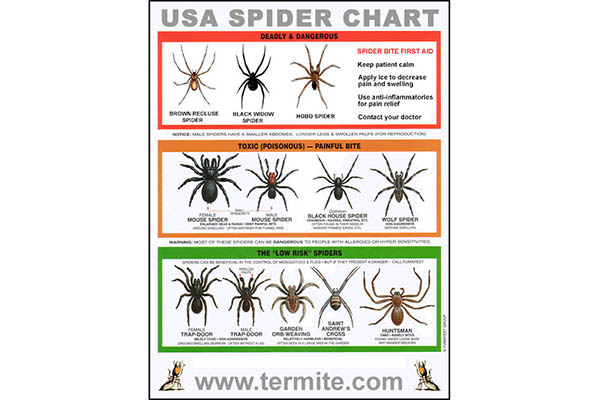 Free Spider Chart