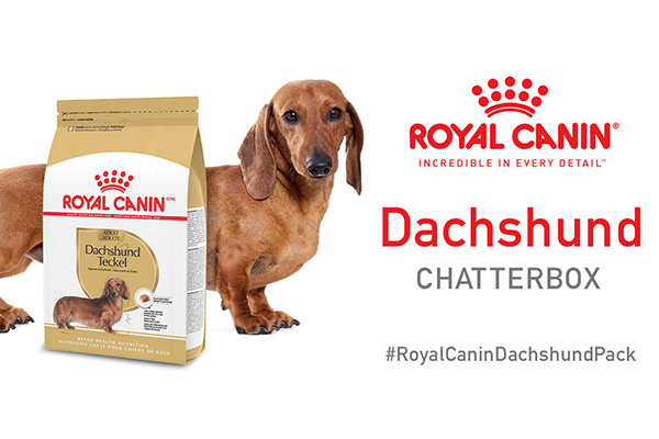 Free Royal Canin Dachshund Chatterbox Kit