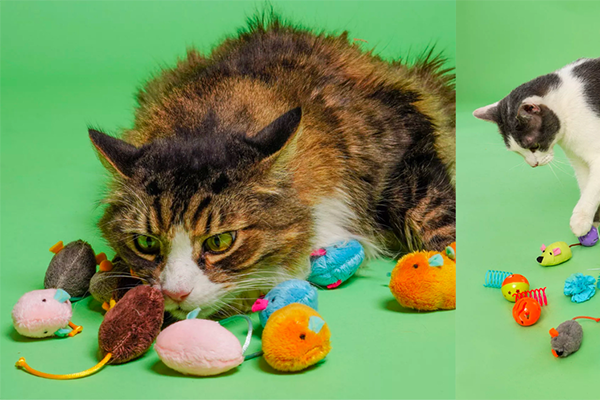 Free Hartz Cat Toy
